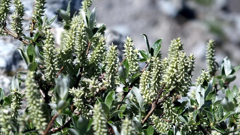 salix